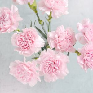 Sympathy-2
