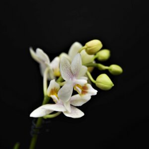 Black Orchid