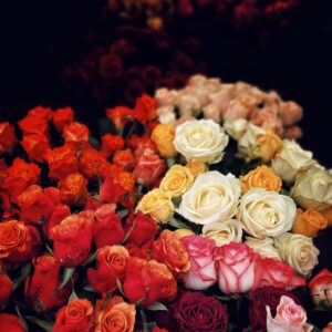 rosas-mixtas