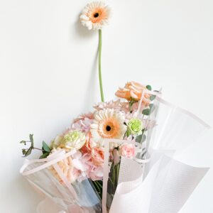 Peach Gerbera