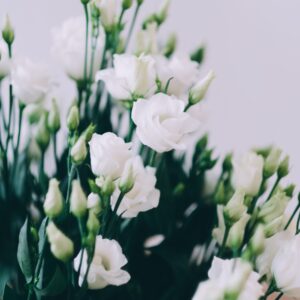 lisianthus-sympathy