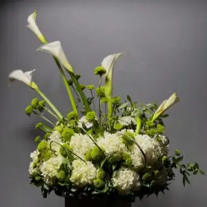 hortensia-sympathy